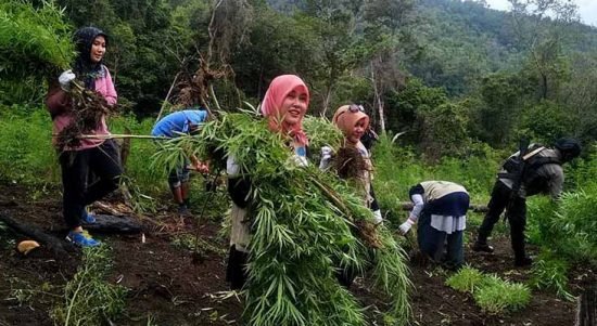 ladang ganja
