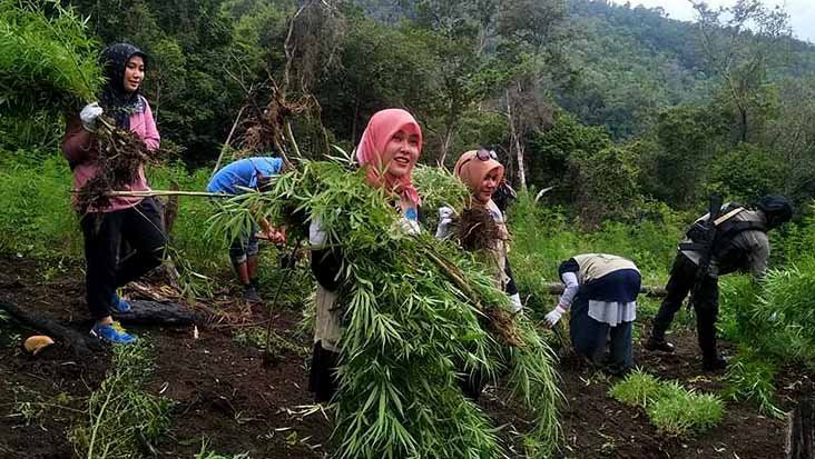 ladang ganja