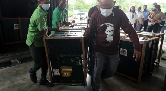 orangutan