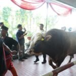 sapi qurban istiqlal