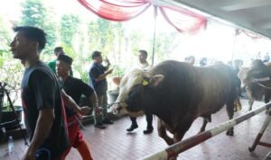 sapi qurban istiqlal