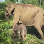 gajah dan anaknya