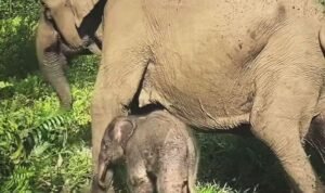 gajah dan anaknya
