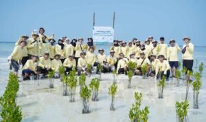 mangrove